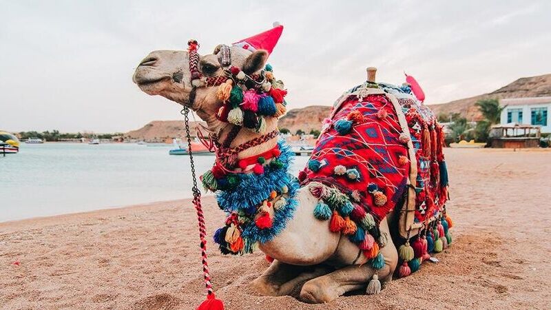 Kurban Bayramı Özel Sharm El Sheikh Tatili Otel + Uçak + Transfer Dahil Sheraton Hotel Konaklamalı 4 Gece 5 Gün